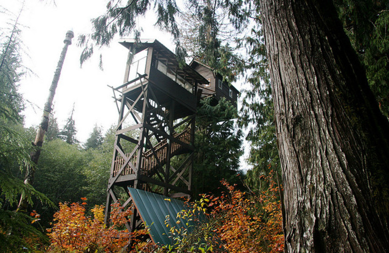 Exterior view of Cedar Creek Treehouse.