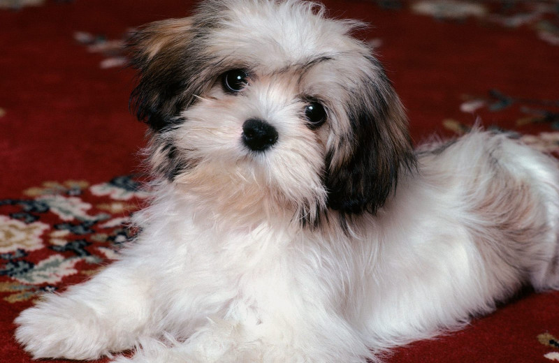 Pets welcome at Mayne Island Resort and Spa.