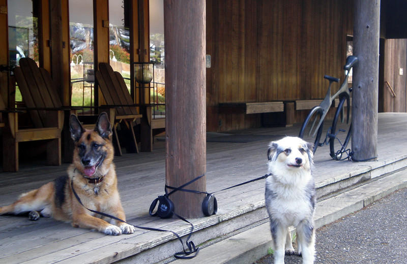 Pets welcome at Sea Ranch Lodge.