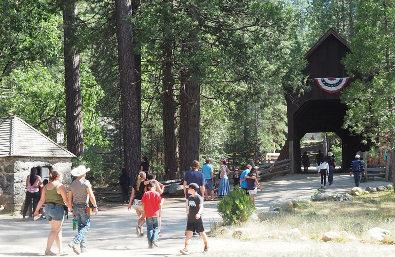 Park near The Redwoods In Yosemite.