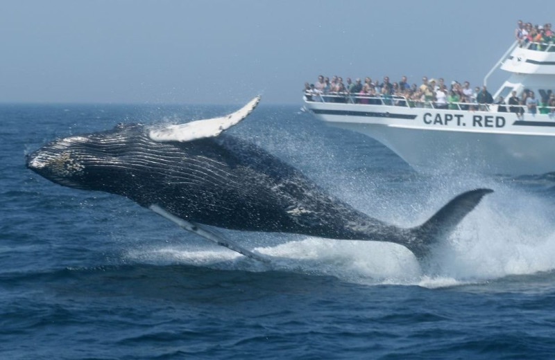 Whale watching near Marguerite Motel.