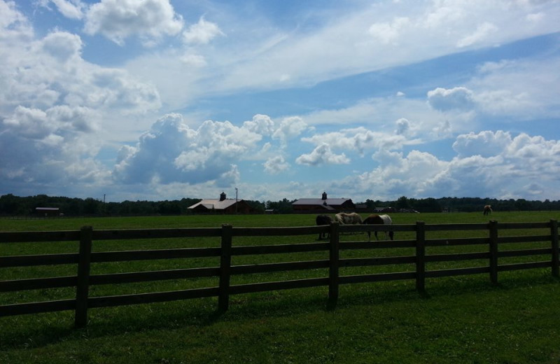 Horses near Highland Rim Retreats.