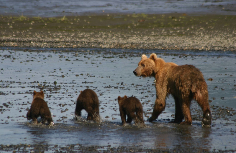 Bear at Kodiak Treks.