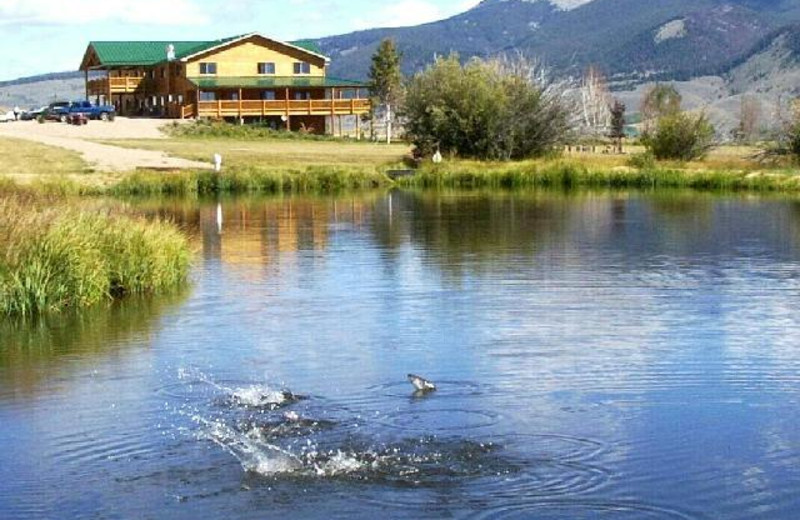 Fish jumping at Montana High Country Lodge.