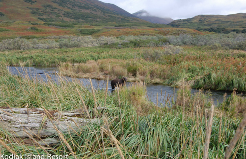 Grizzly bear near Alaska's Kodiak Island Resort.