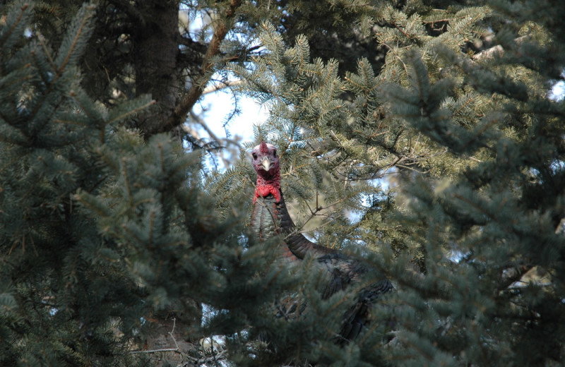 Wild turkey at Smith Camps.