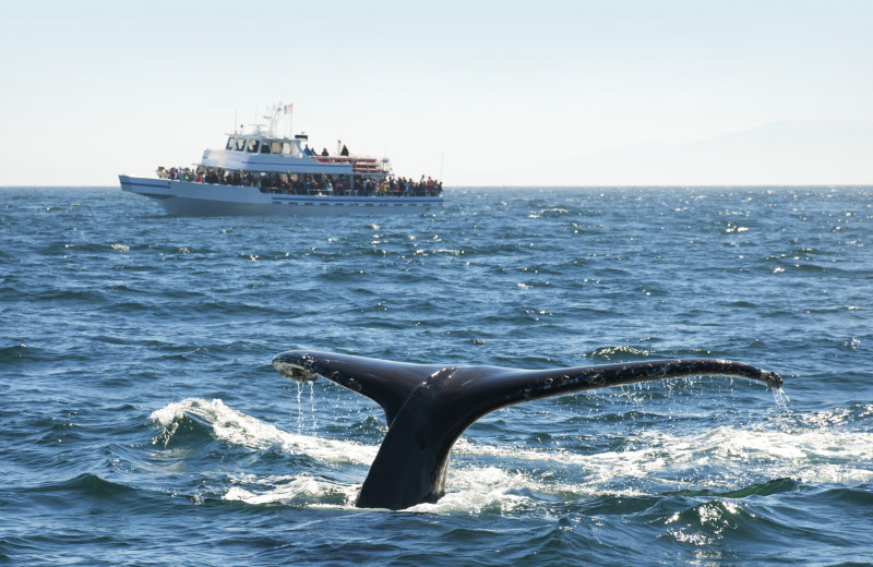 Whale watching at Adobe Resort.