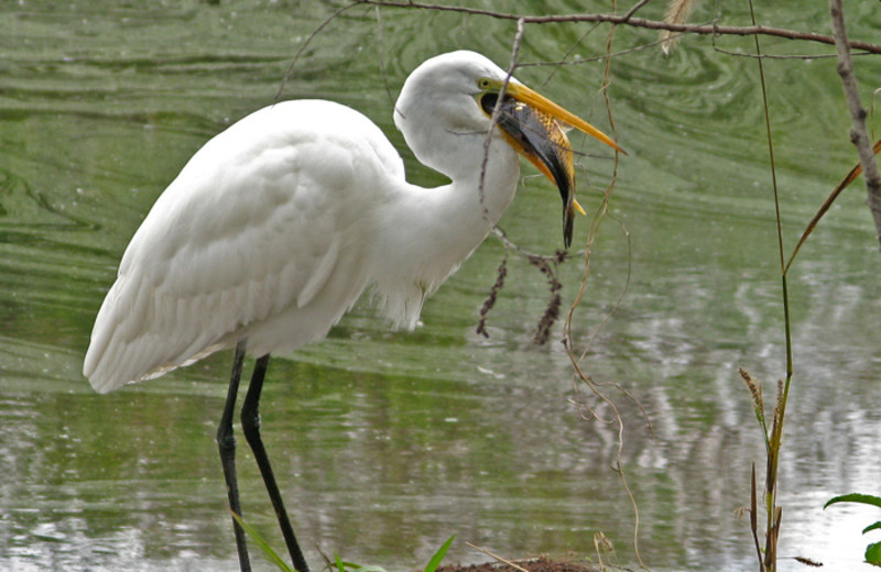 Crane at The Dunes Condominiums.