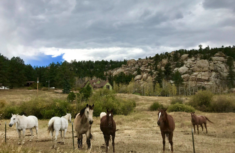 Horses at Sundance Trail Guest Ranch.