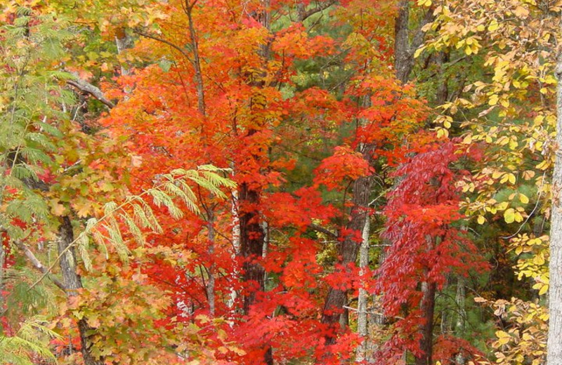 Fall colors at Splendor Mountain.