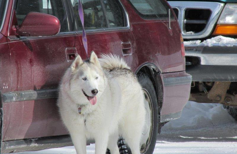 Pets welcome at Solbakken Resort.