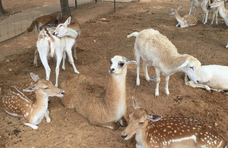 Petting zoo at The Exotic Resort Zoo.