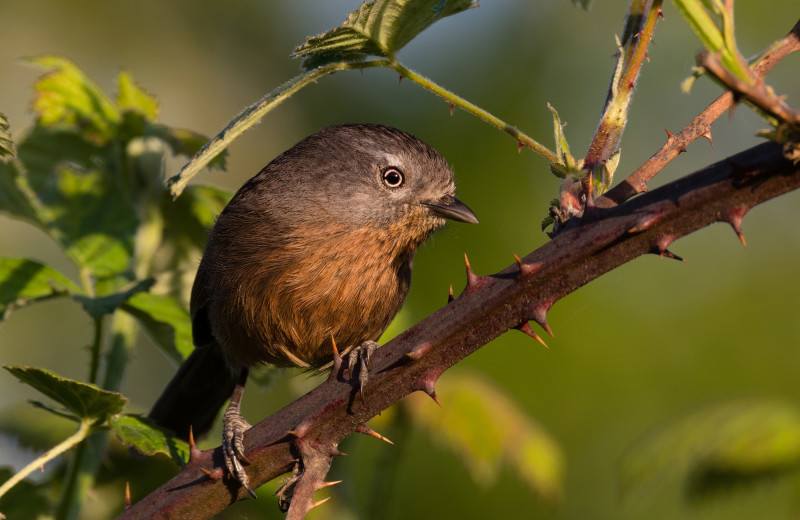 Birding at WildSpring Guest Habitat.