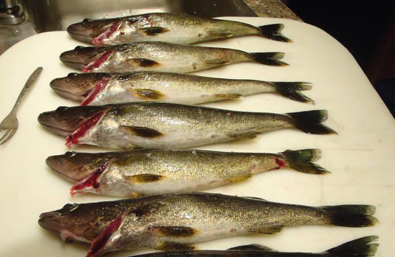 Fishing at Red Pine Wilderness Lodge.