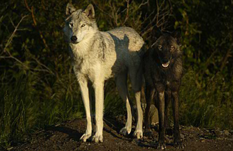 Wildlife at Howlers Inn Bed and Breakfast