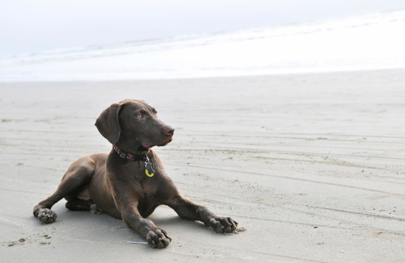 Pet-Friendly Rooms at Shore Cliff Lodge