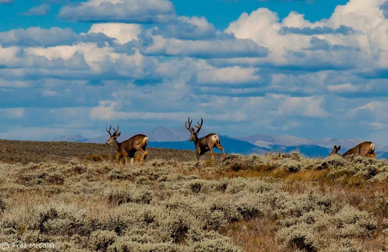 Deer at Tomahawk Guest Ranch.