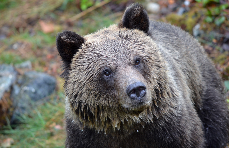 Bear at Grizzly Bear Lodge & Safari.