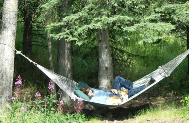 Hammock at Hungry Moose Bed and Breakfast.