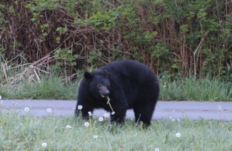 Bear at Mt H'Kusam View Lodge.