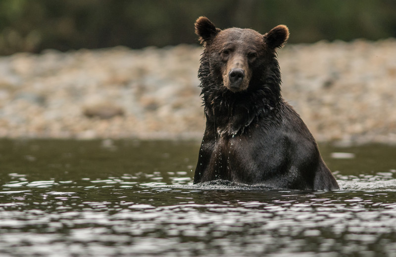 Bear ar Grizzly Bear Lodge & Safari.