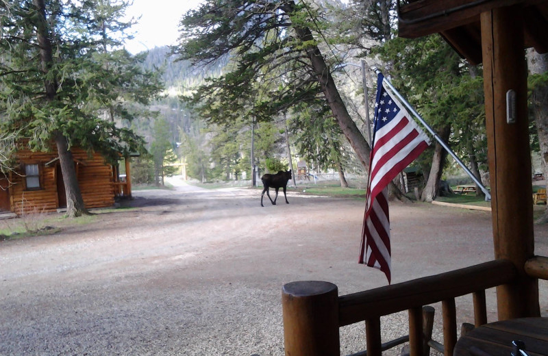 Moose wandering around Shoshone Lodge & Guest Ranch.