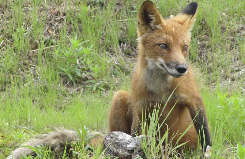 Fox at Alagnak Lodge.