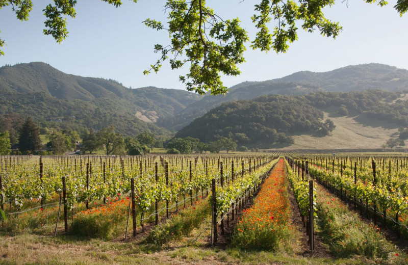 Vineyard near MacArthur Place.