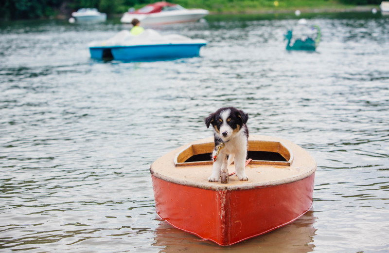 Pet Friendly at Basin Harbor.