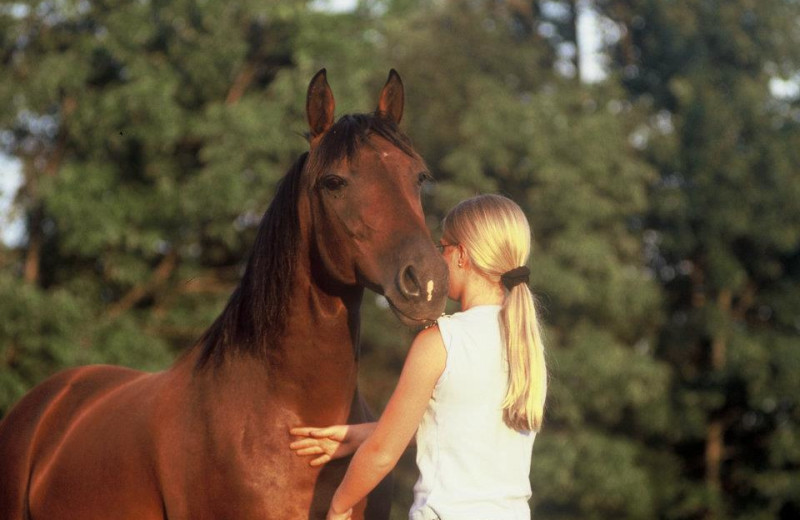 Horse at Guggisberg Swiss Inn/Amish Country Riding Stables.