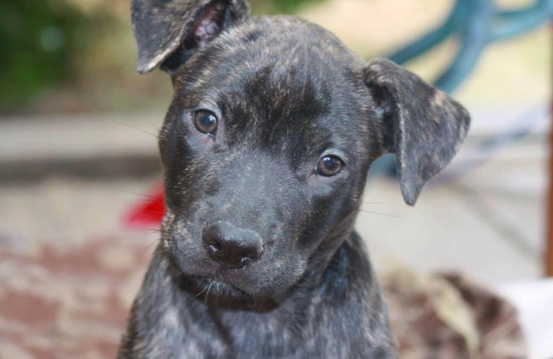 Pets welcome at Cottage Grove Inn.