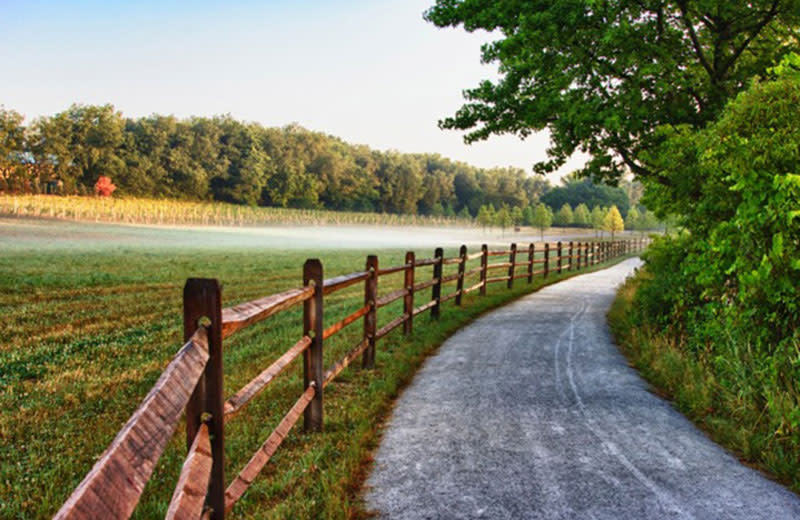 A gravel road winds between a forest and an open field.