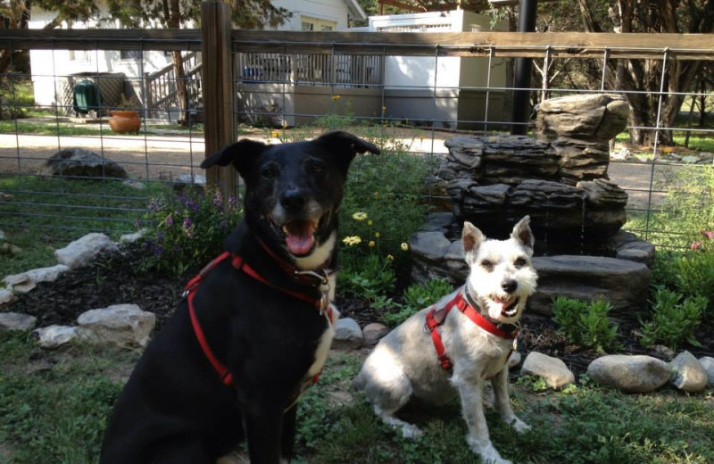 Dogs at the dog park at Cypress Creek Cottages.