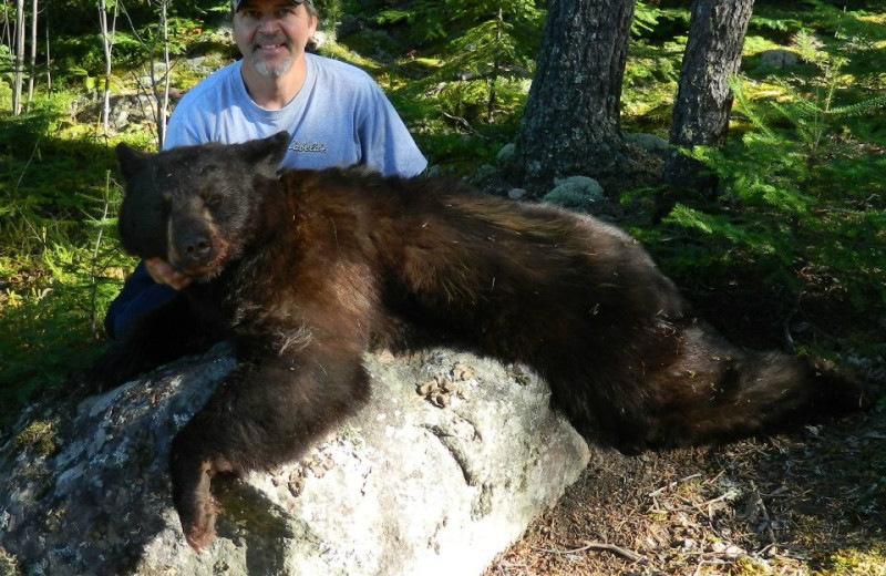 Bear hunting at Cliff Lake Resorts.