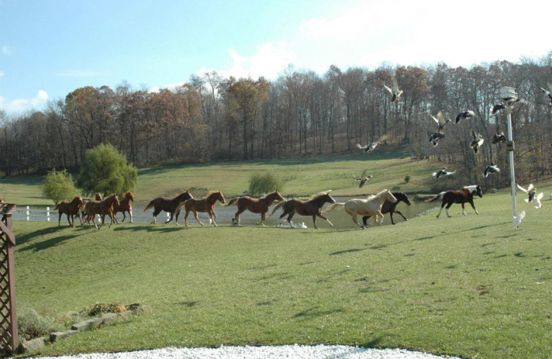 Horses at Guggisberg Swiss Inn/Amish Country Riding Stables.