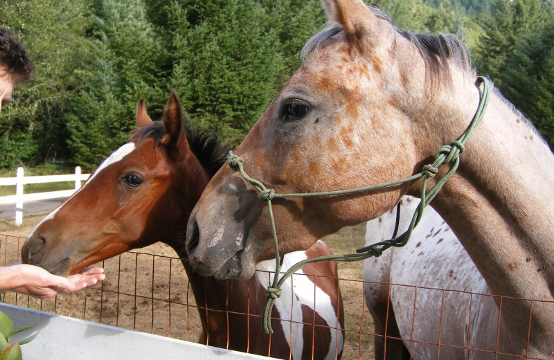 Horses at Elkhorn Valley Inn B 