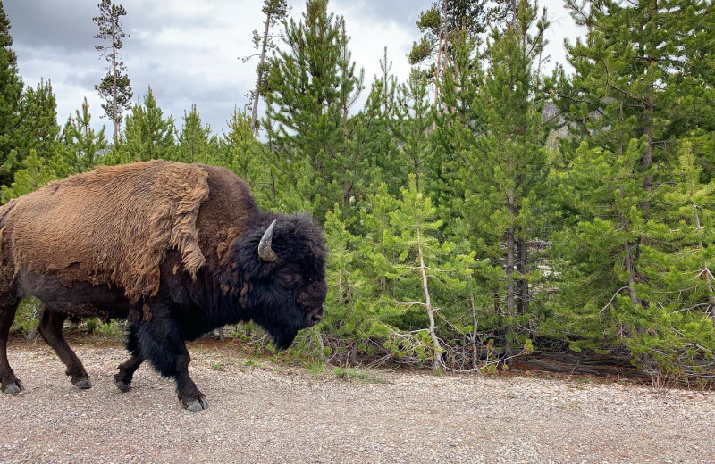 Bison at 320 Guest Ranch.