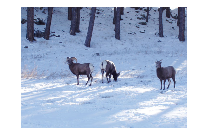 Deer at Heart of the Hills Vacation Homes.