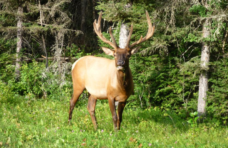 Wild life at Elk Ridge Resort.