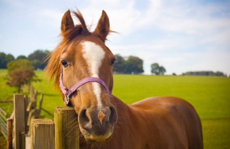 Horse at Berlin Grande Hotel.