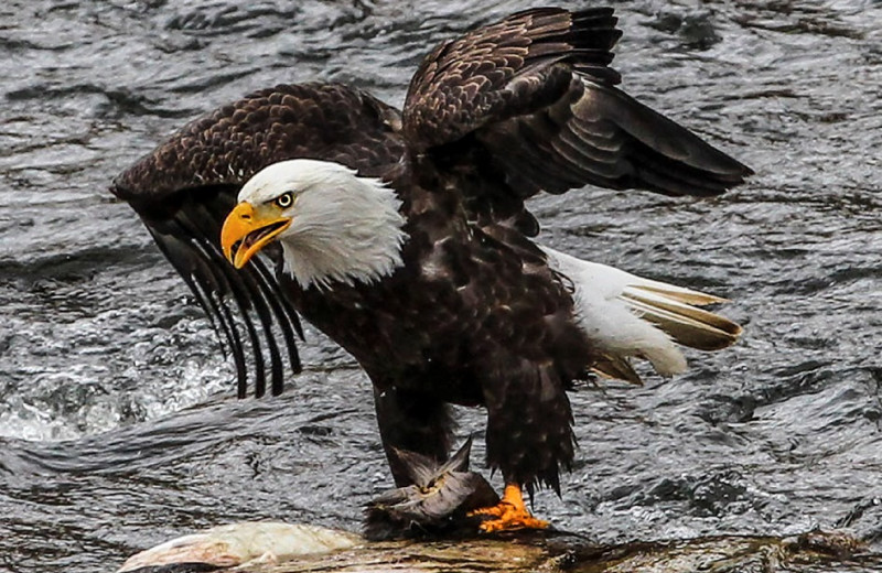 Eagle at Salmon River Tours.