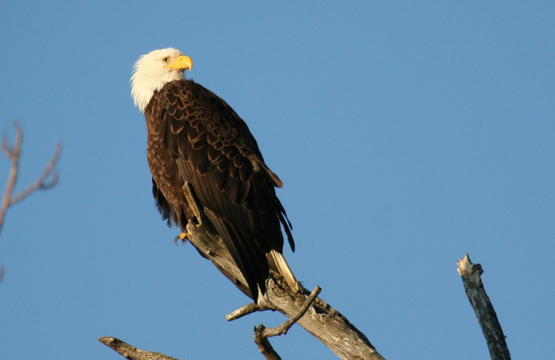 Eagle at Kenai Riverside Lodge.