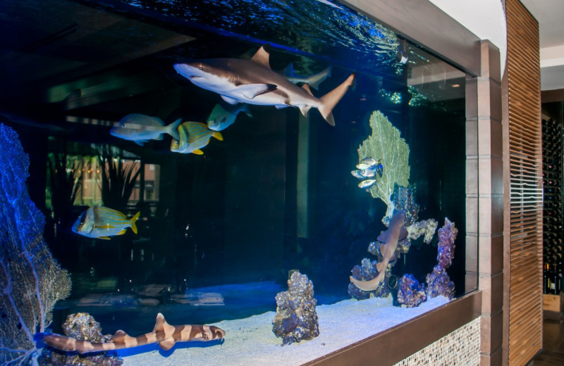 Fish tank at The Seagate Hotel & Spa.