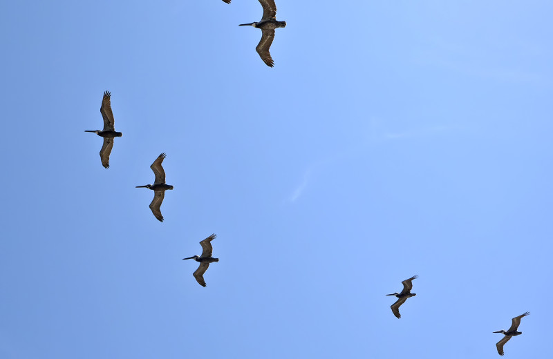 Birds at Four Sails Resort.