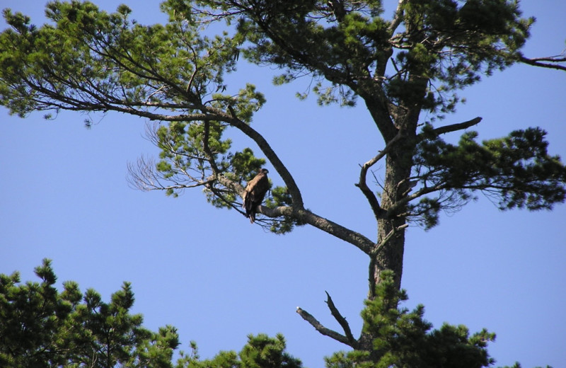 Birds at Kokomo Resort.