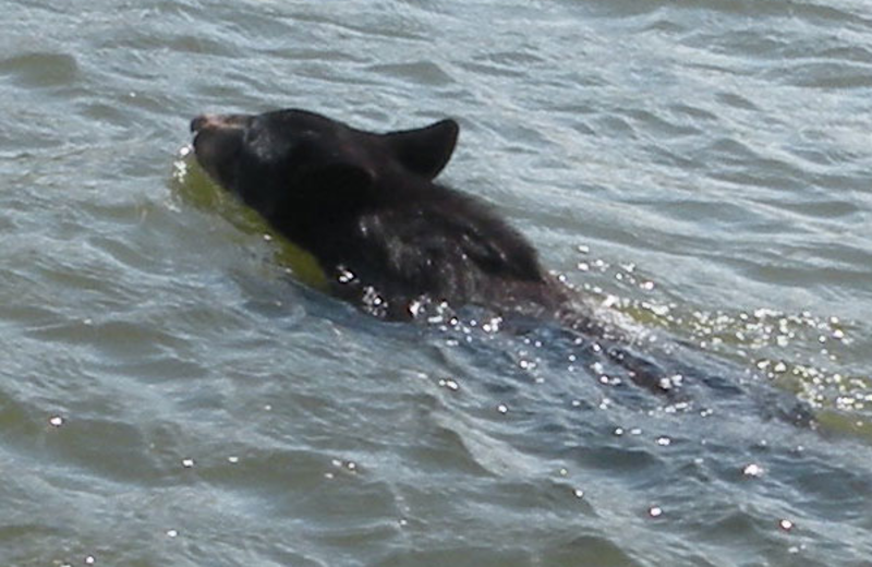 Bear swimming at Angle Inn Lodge.