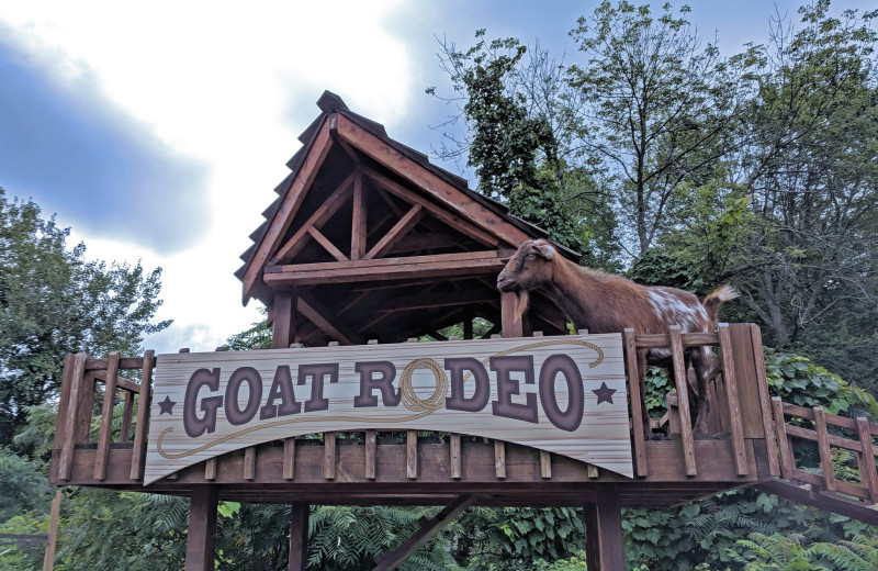 Goat rodeo at Rocking Horse Ranch Resort.