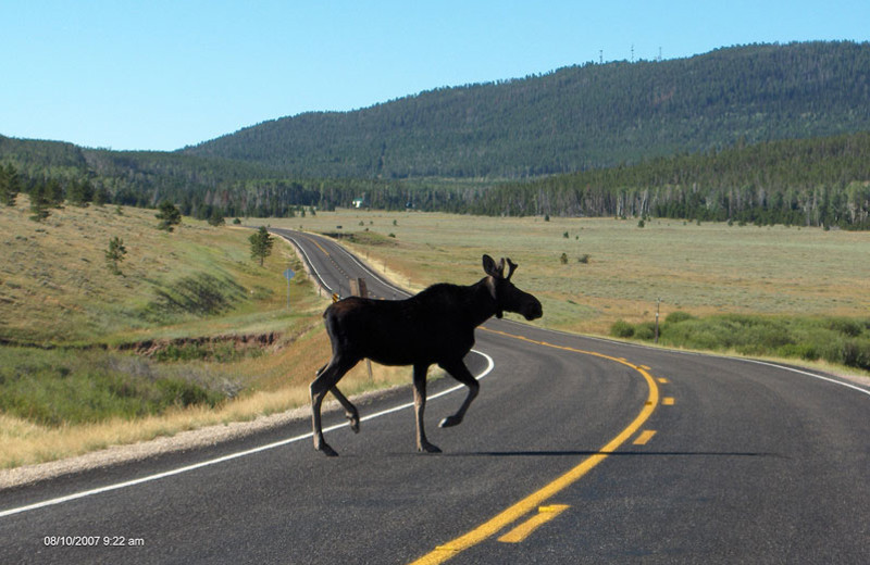 Moose at Flaming Gorge Lodge.