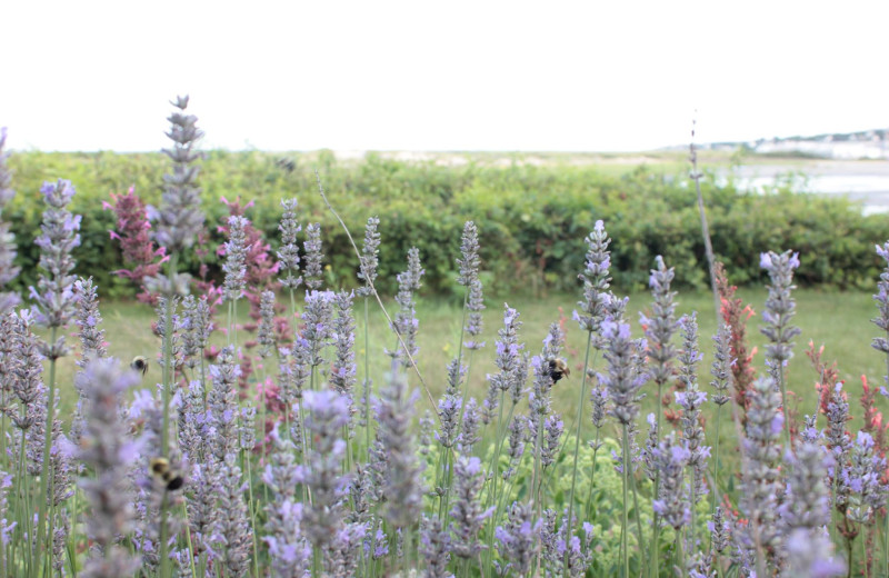 Flowers and bee at The Dunes on the Waterfront.