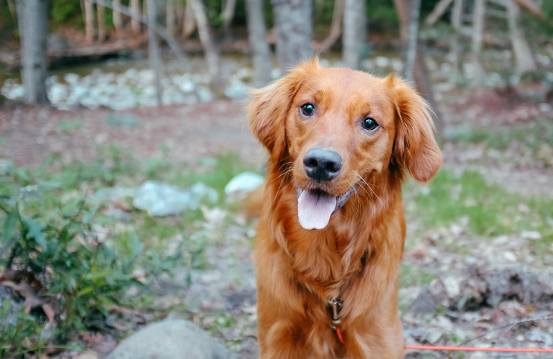 Pets welcome at Island Park Reservations.